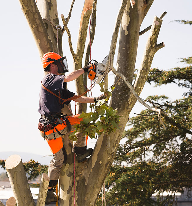 General Lawn & Tree Service Corp Tree Expert