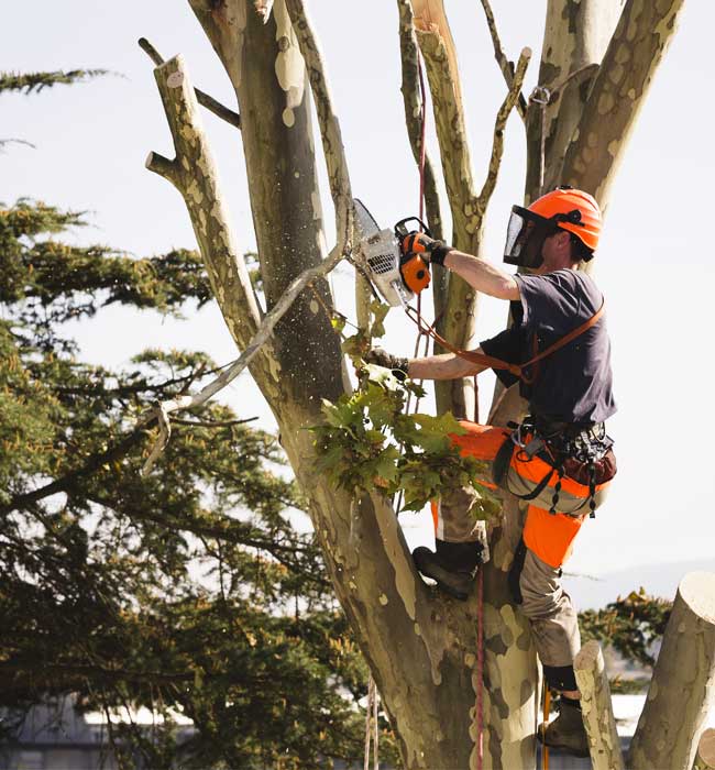 General Lawn & Tree Service Corp Tree Expert